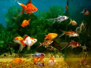 Аквариумные рыбки для начинающих: 10 лучших рыбок