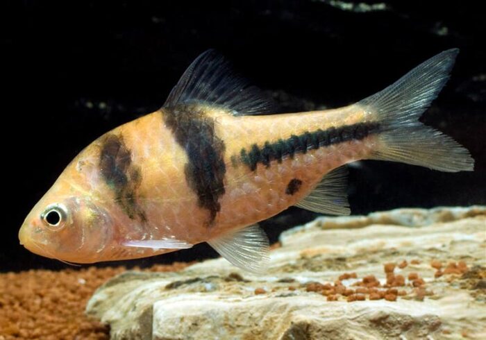 ТОП-11 самых неприхотливых аквариумных рыбок