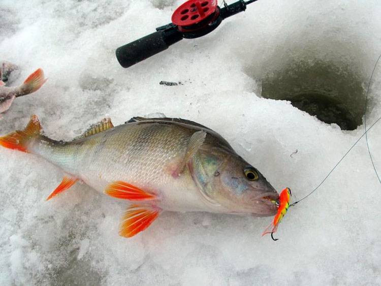 Ловля окуня на балансир. зимняя рыбалка на окуня :: syl.ru