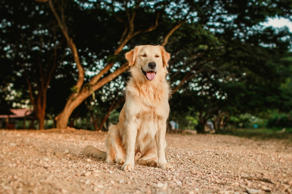 ТОП лучших собак для квартиры всех размеров: золотистый ретривер