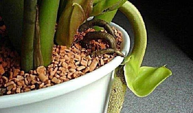 Orchid: что это за растение и как ухаживать за ним